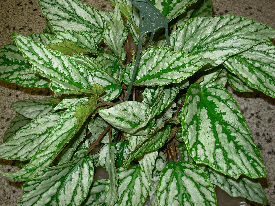 B. hatacoa var. meisneri